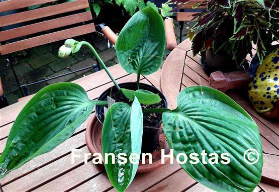 Hosta Dream Boat